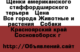 Щенки американского стаффордширского терьера › Цена ­ 20 000 - Все города Животные и растения » Собаки   . Красноярский край,Сосновоборск г.